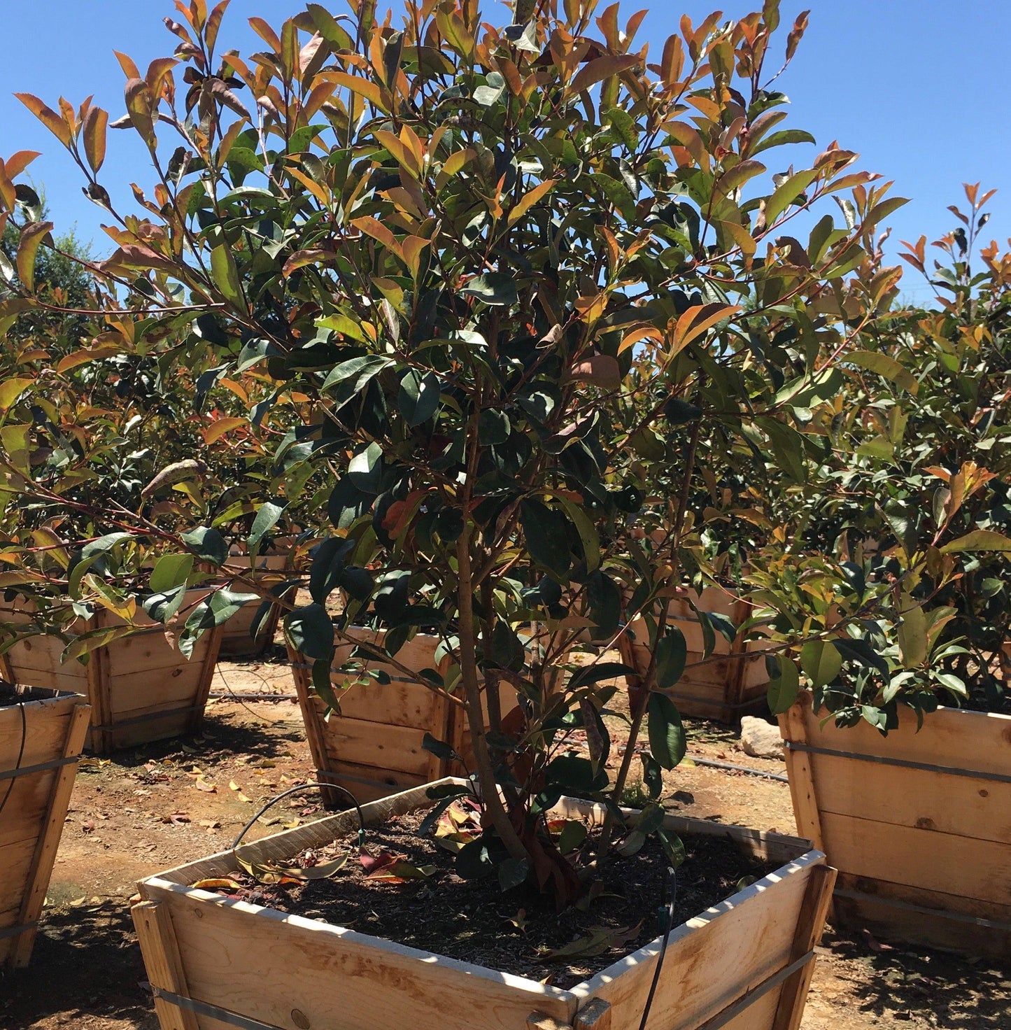 Photinia Tree (Photinia Fraseri)