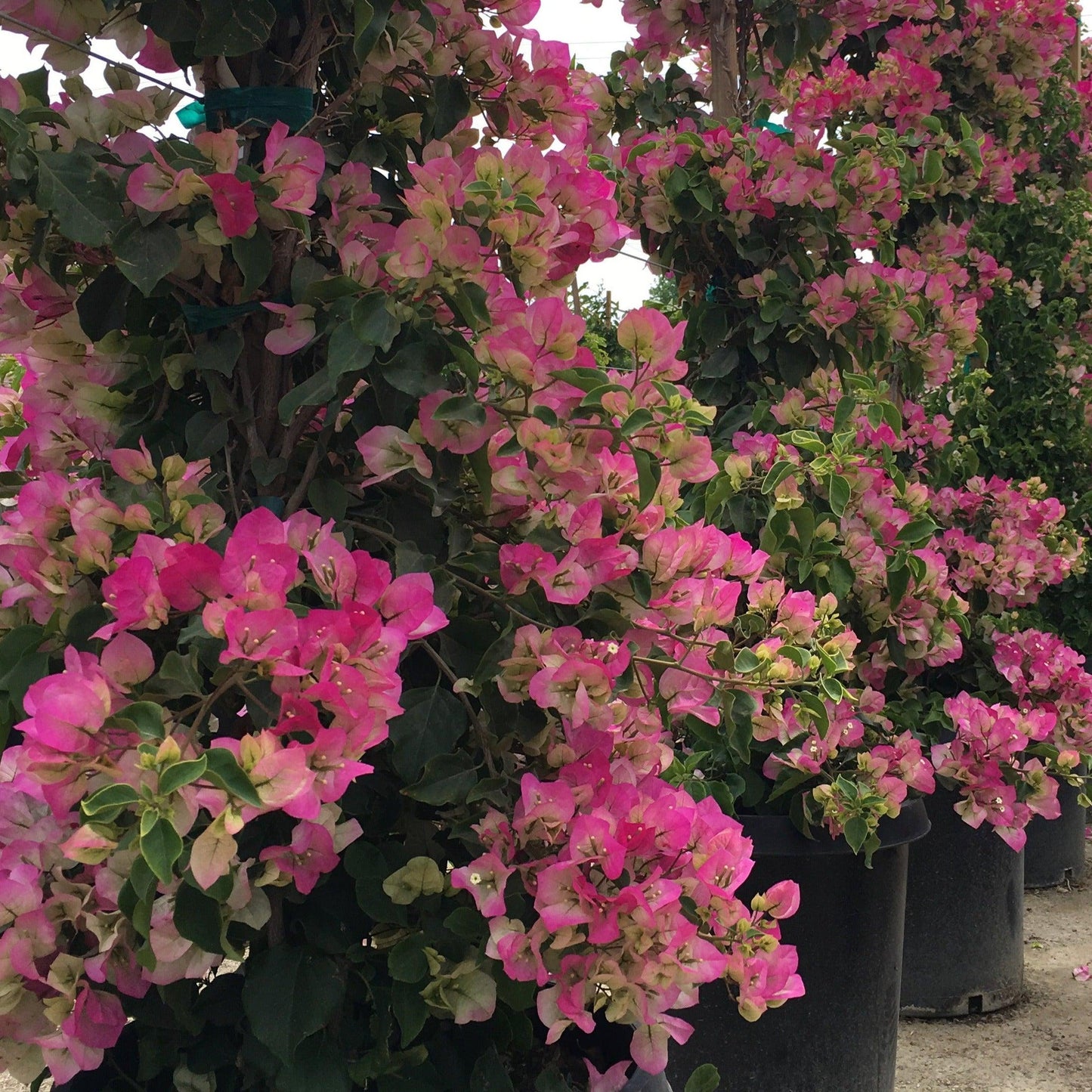 Pink Bougainvillea
