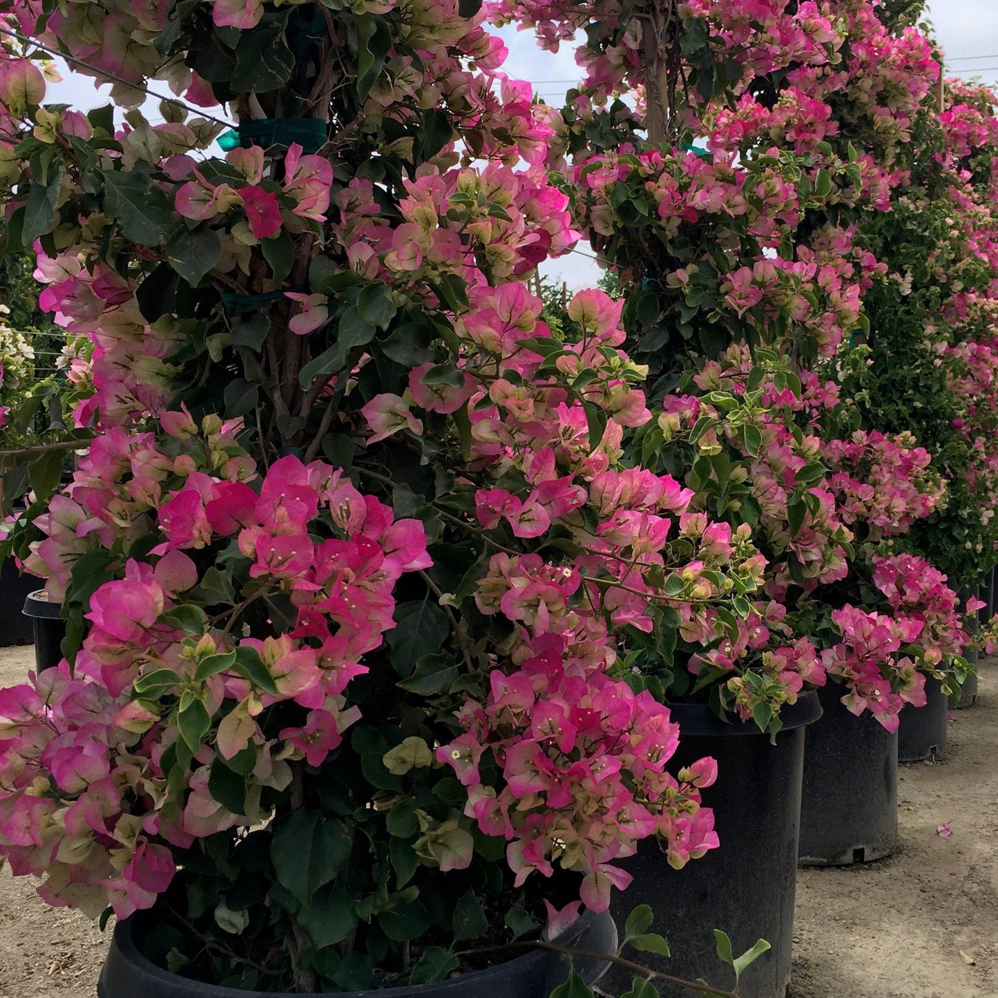 Pink Bougainvillea