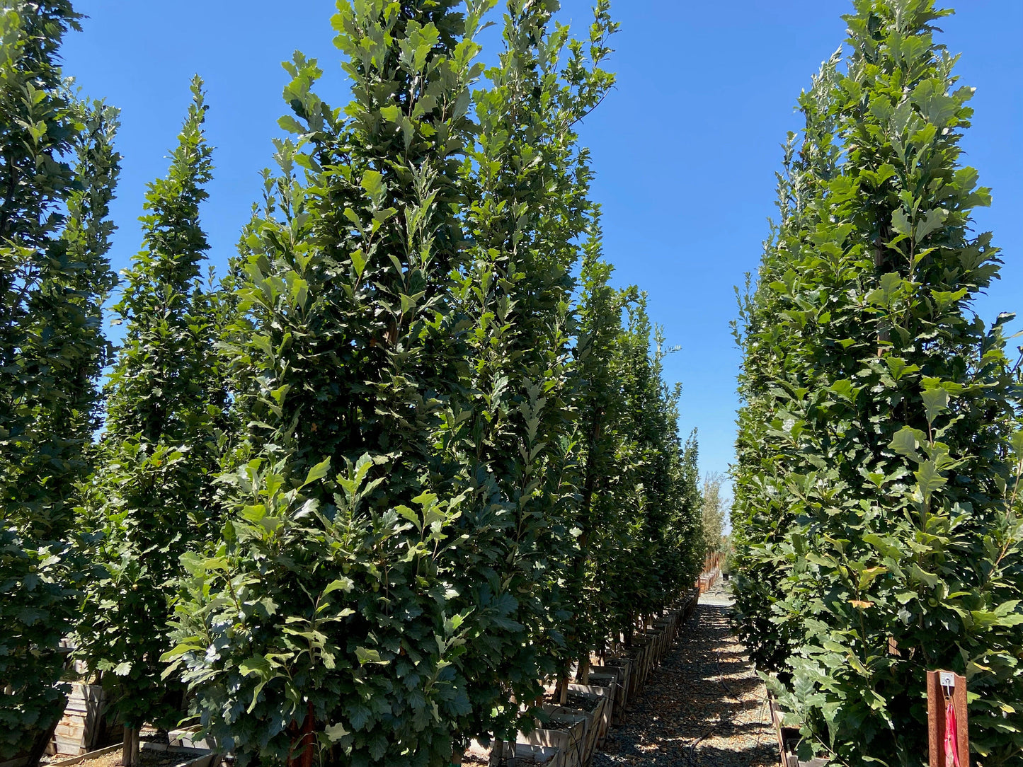 Regal Prince Oak (Quercus Regal Prince) 