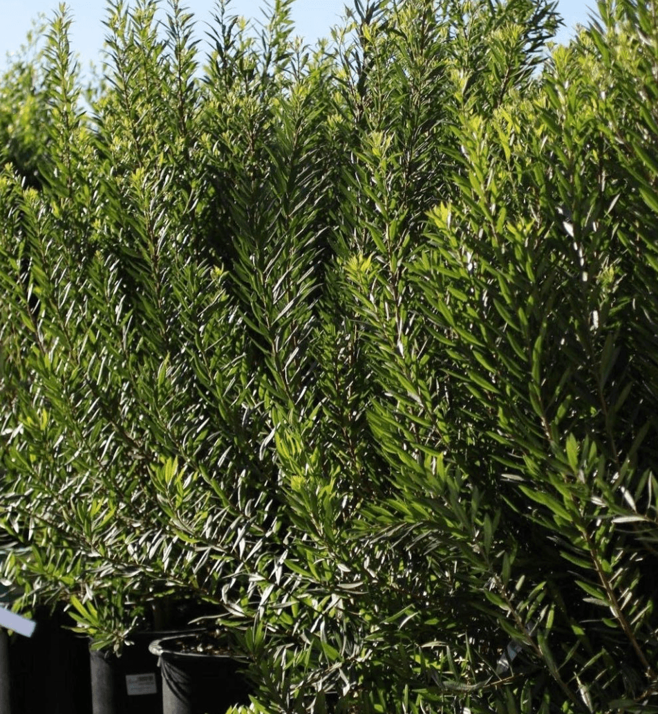 Myrica Californica (Pacific Wax Myrtle)