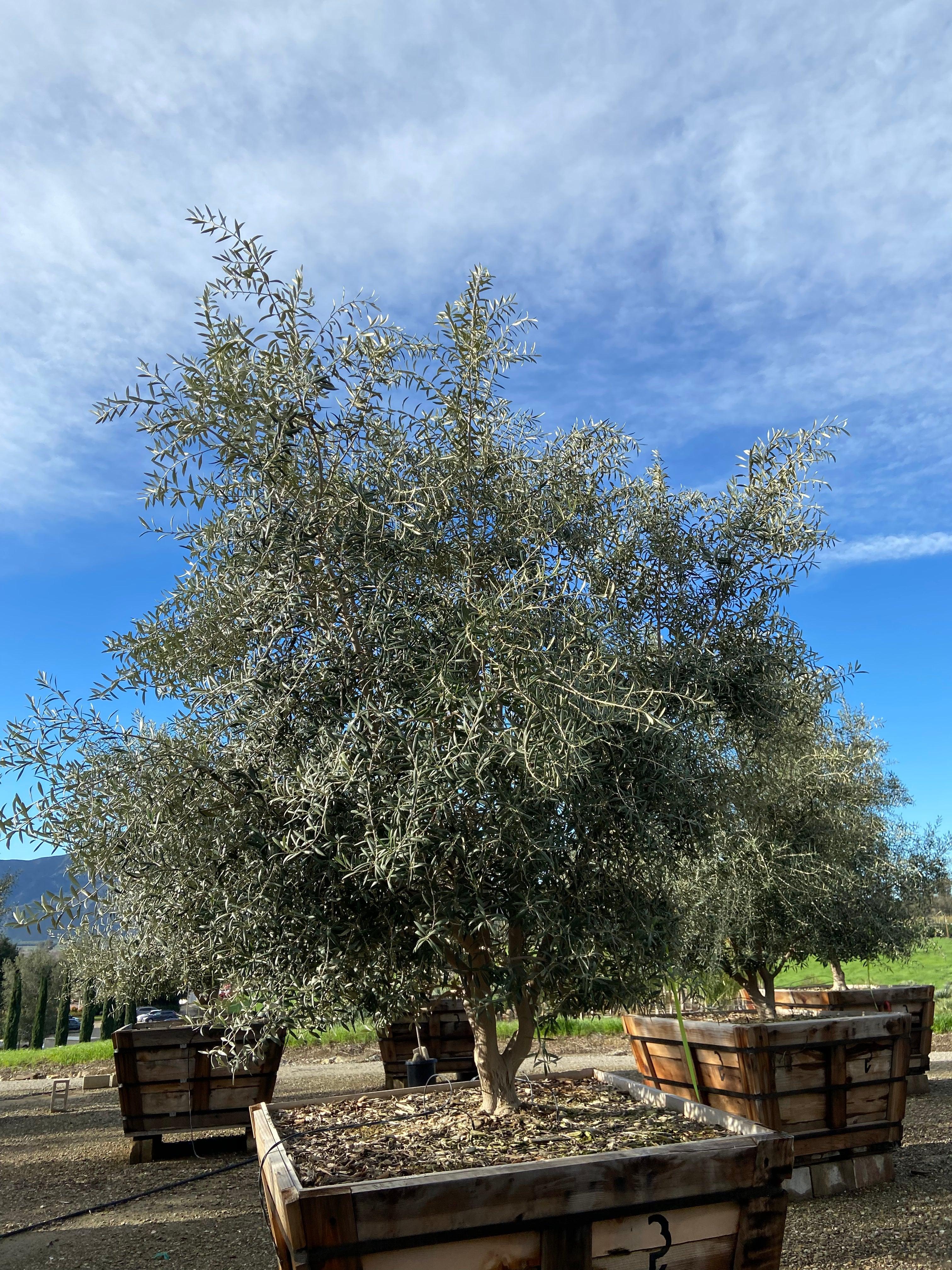 Swan Hill Olives® Olive Tree | Fruitless Olive Tree for Sale