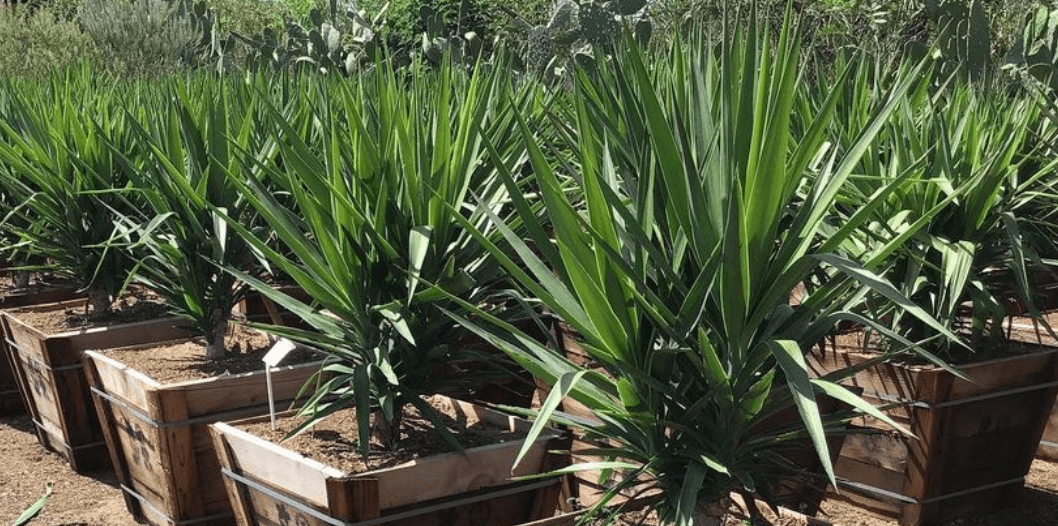 Yucca Plant