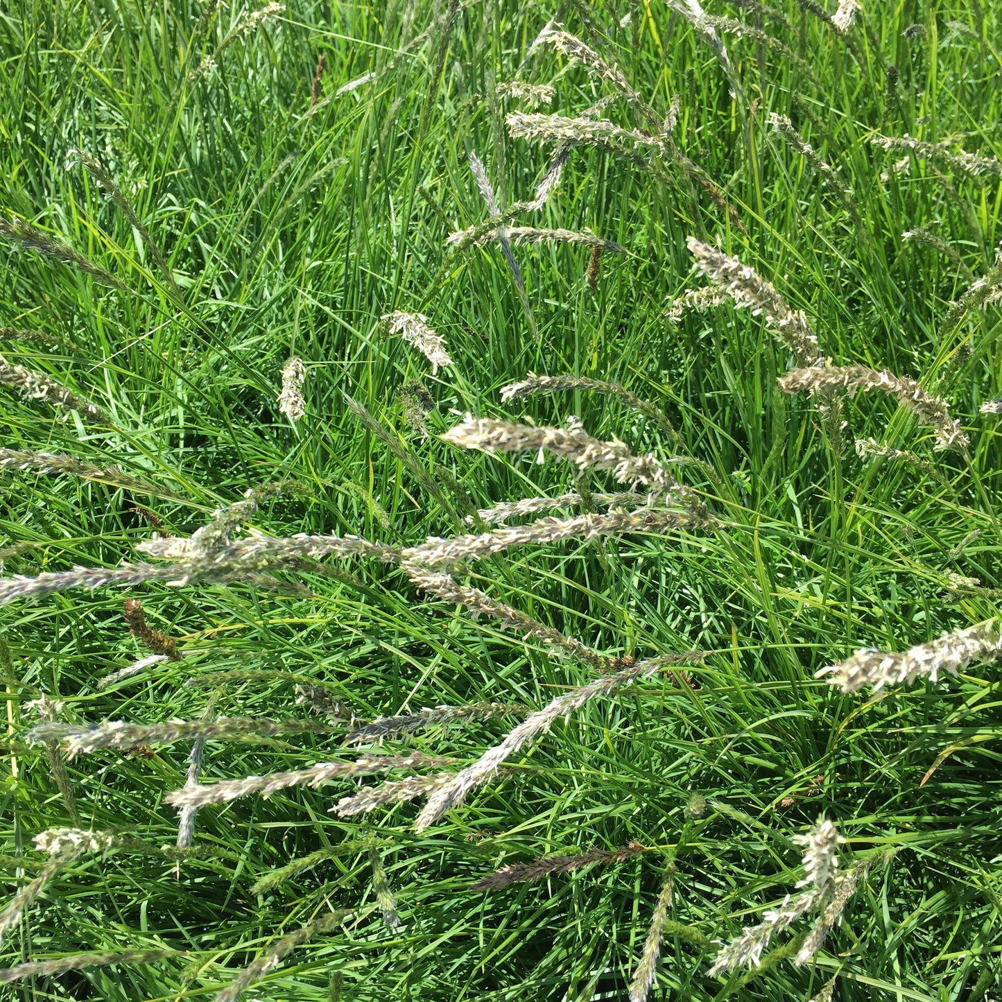 Sesleria Autumnalis