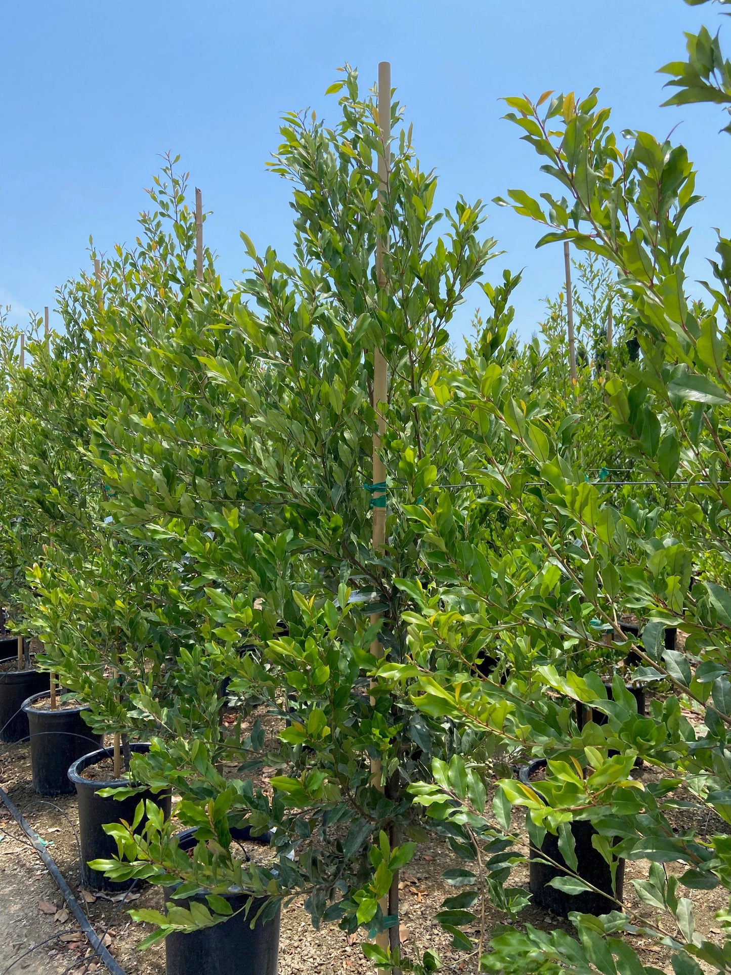 Prunus Caroliniana (Carolina Cherry Laurel)