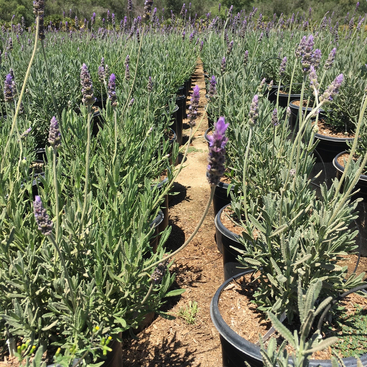 French Lavender