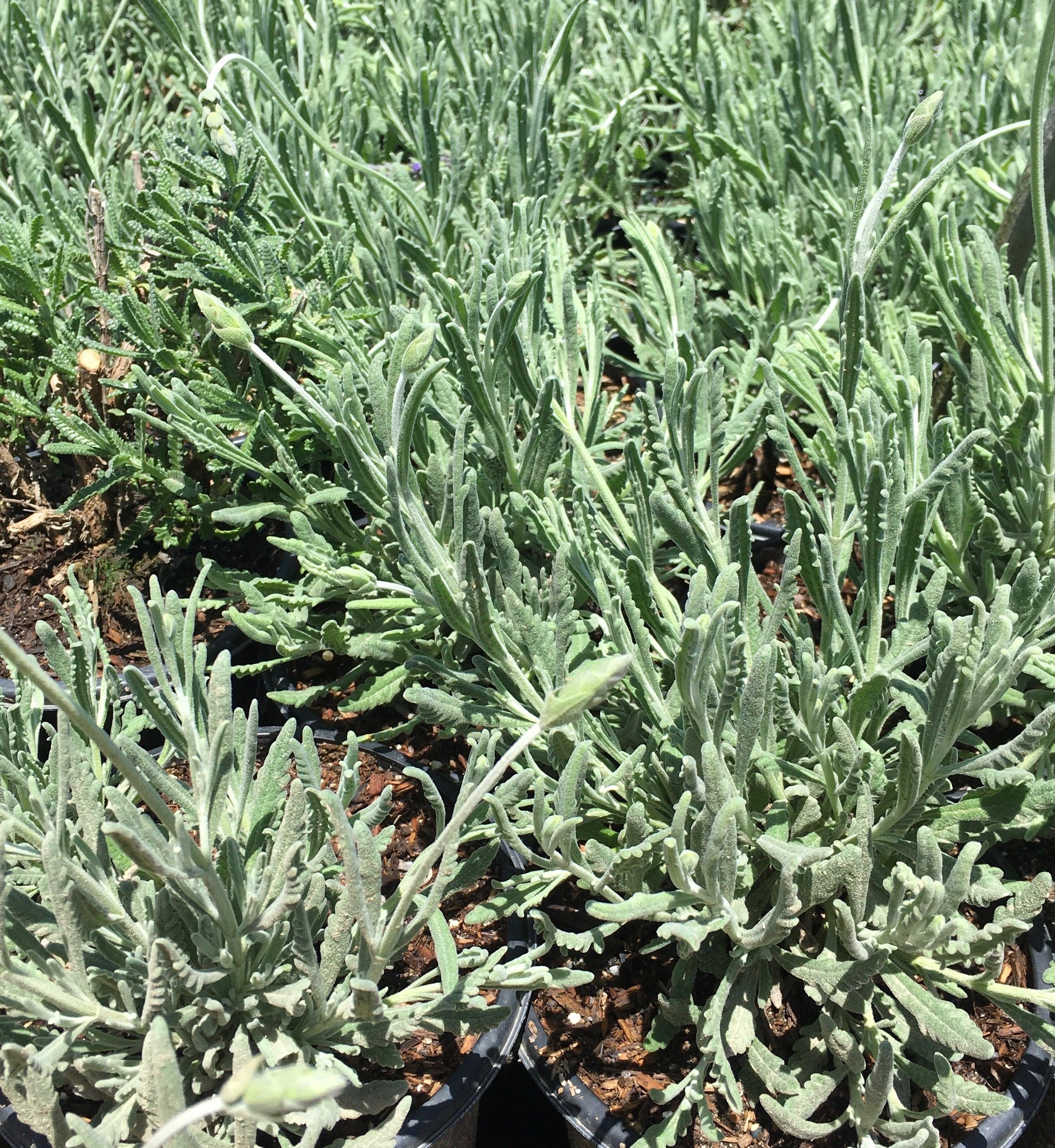 French Lavender (Lavandula Dentata) – Yardwork