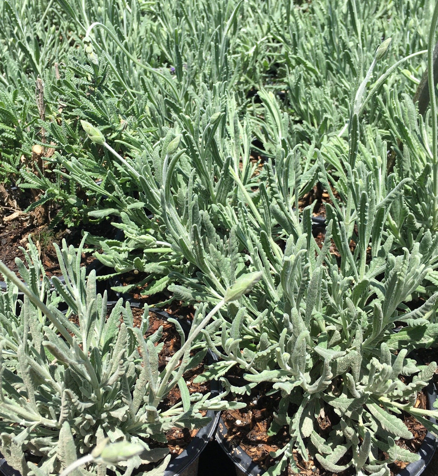 French Lavender