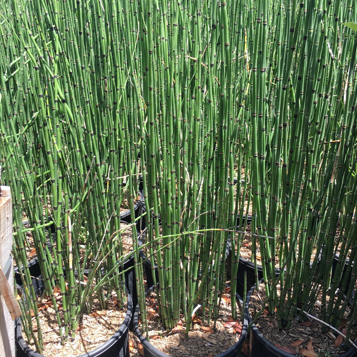 Horsetail (Equisetum Hyemale) - Pulled Nursery