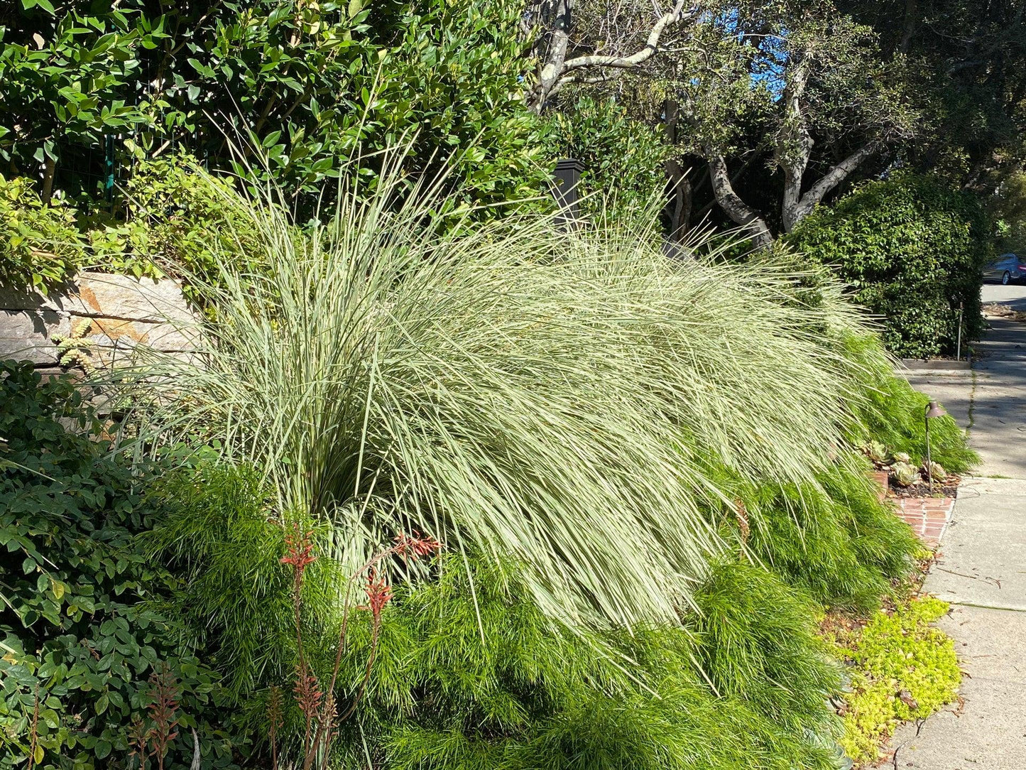 Variegated Dwarf Mat Rush (Lomandra longifolia 'Platinum Beauty')