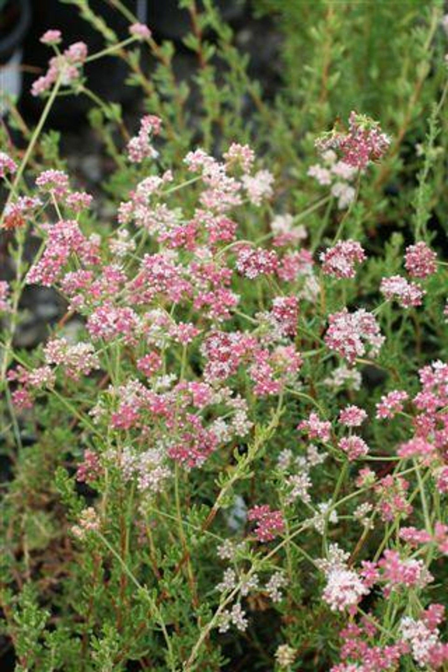 Eriogonum Fasciculatum California Buckwheat