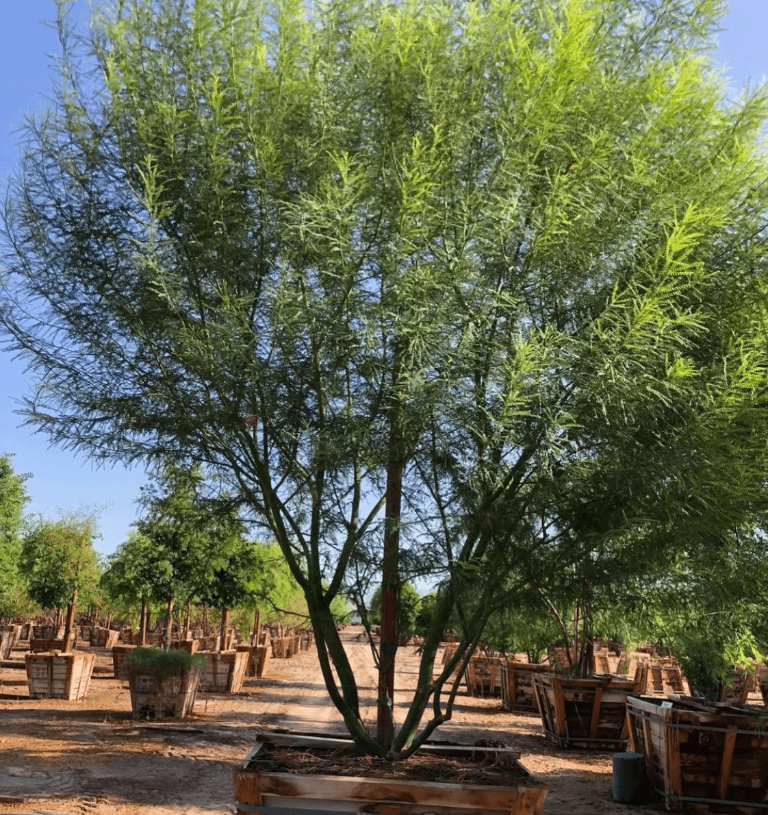Desert Museum Palo Verde 