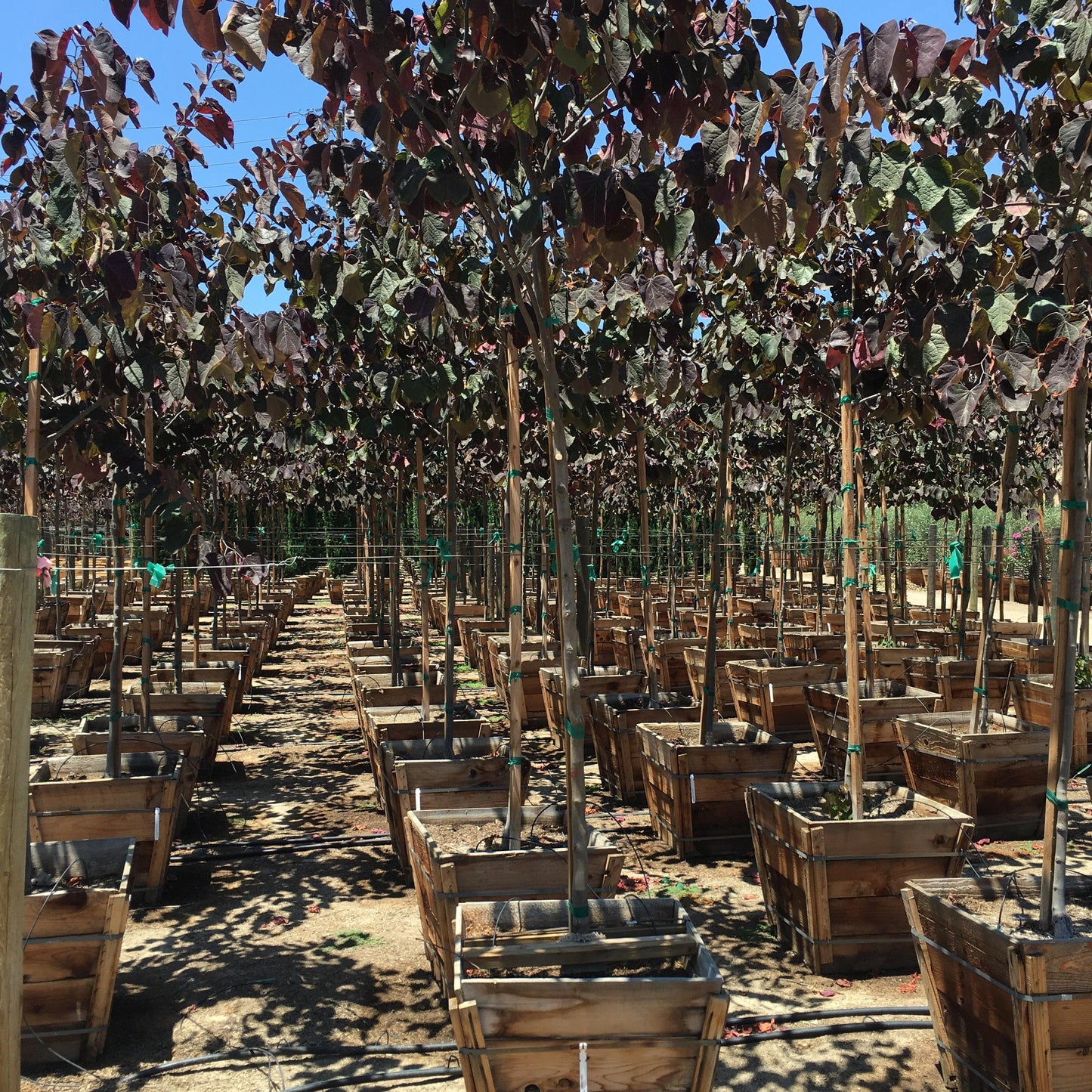 Merlot Redbud Tree (Cercis Canadensis ‘Merlot’)