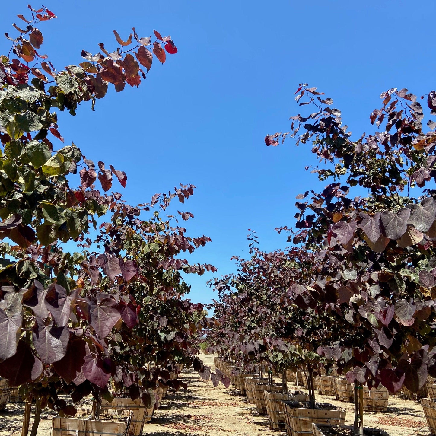 Merlot Redbud Tree (Cercis Canadensis ‘Merlot’)