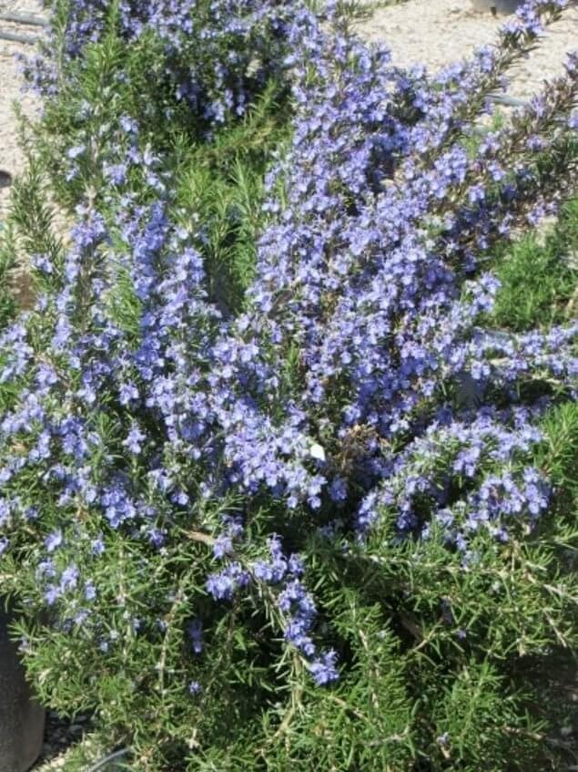 Rosemary Plant (Rosmarinus Officinalis ‘Tuscan Blue’)