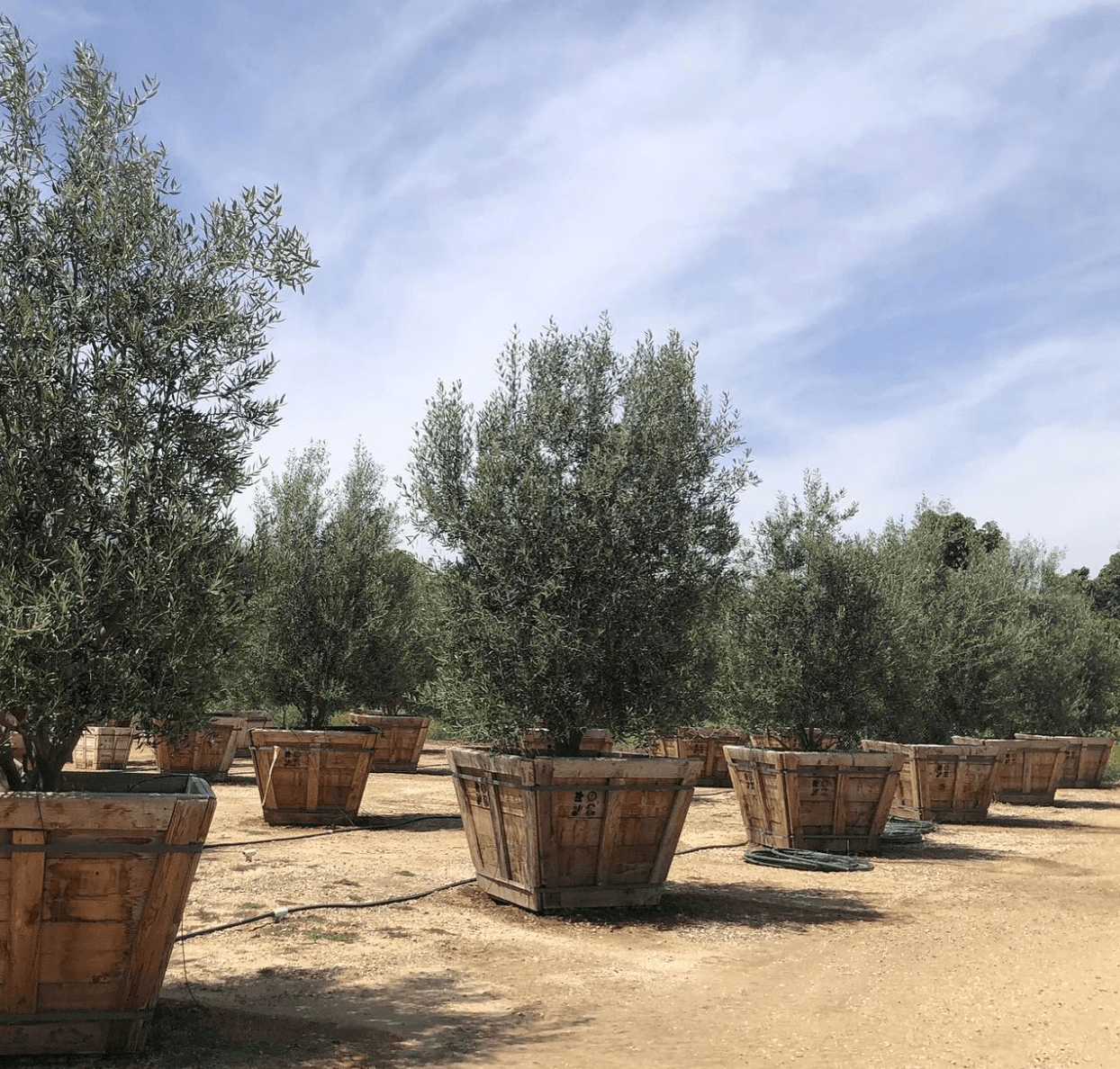Fruitless Olive Tree - Olea Europaea ‘Wilsonii’ 