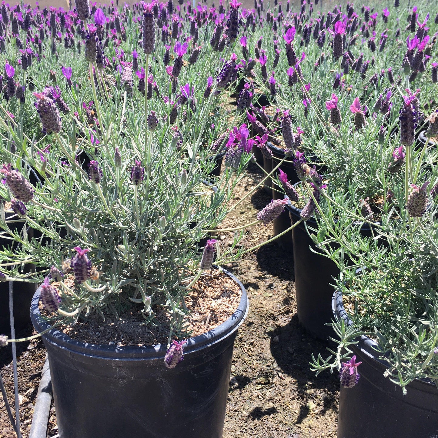Lavandula Stoechas (Spanish Lavender)