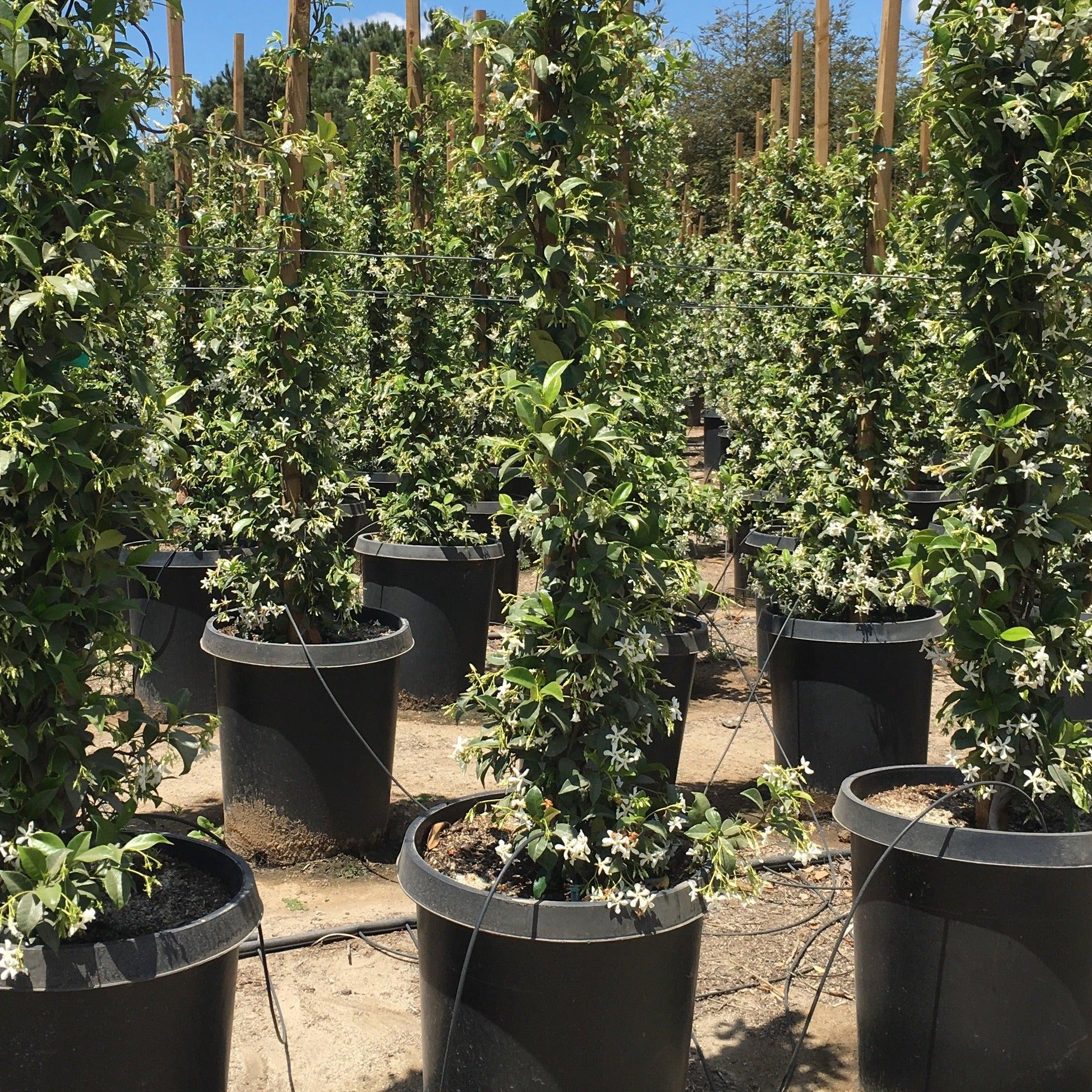 jasminetea 超名作カーバー★36㌅★CARVER✕ヤウ V4S4 Star Jasmine (Trachelospermum Jasminoides) – Yardwork