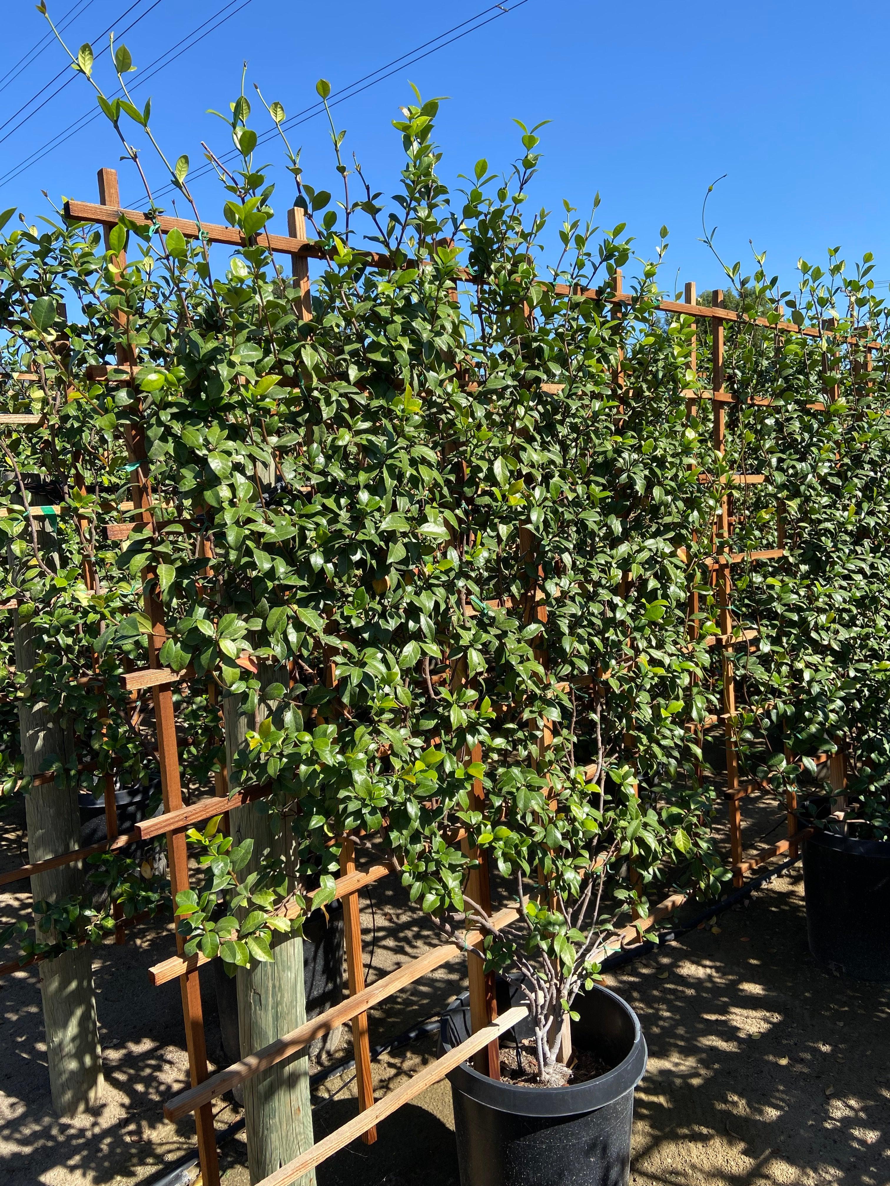 Star Jasmine (Trachelospermum Jasminoides) – Yardwork