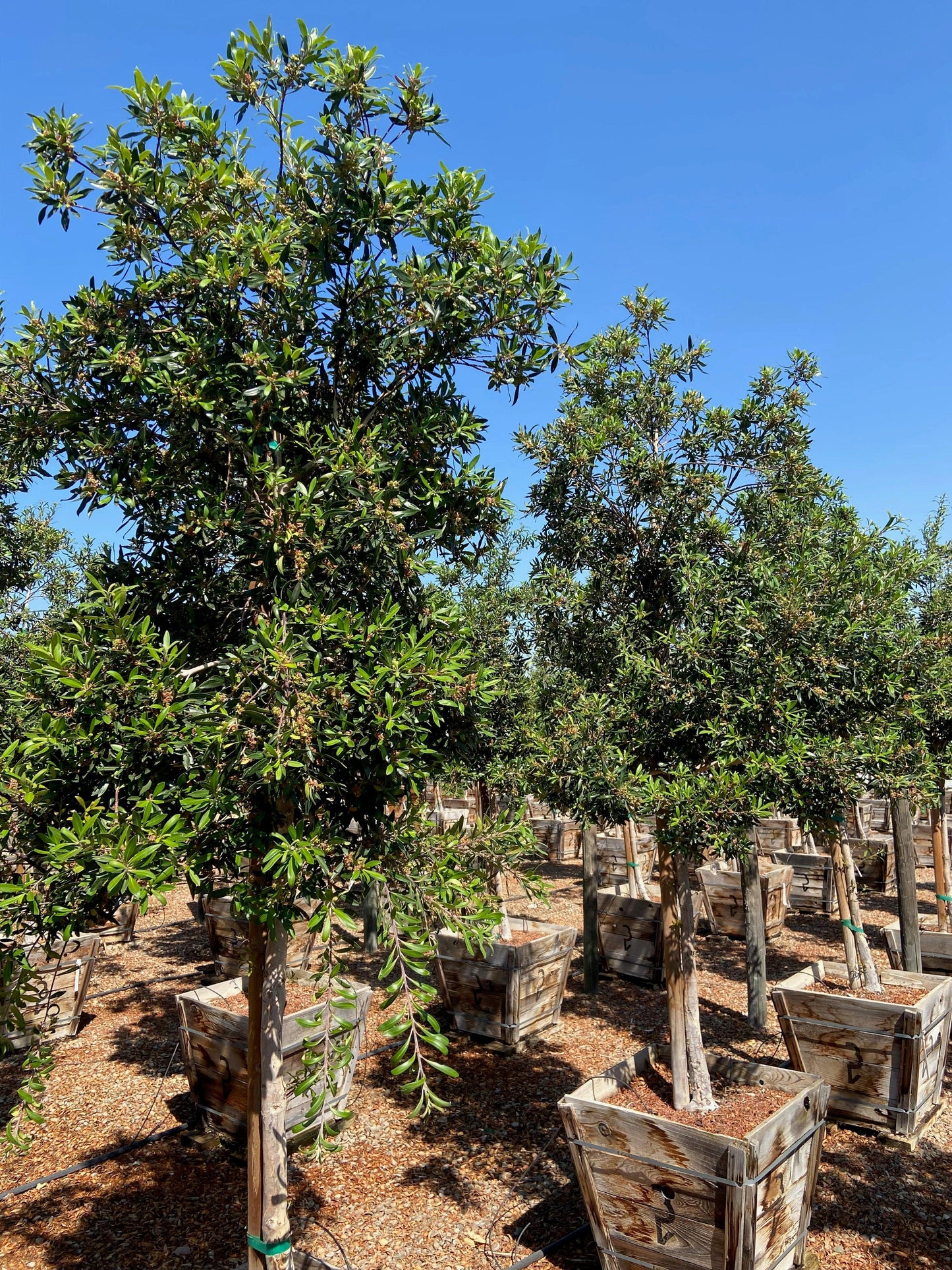 Water Gum (Tristania Laurina Tristaniopsis) For Sale